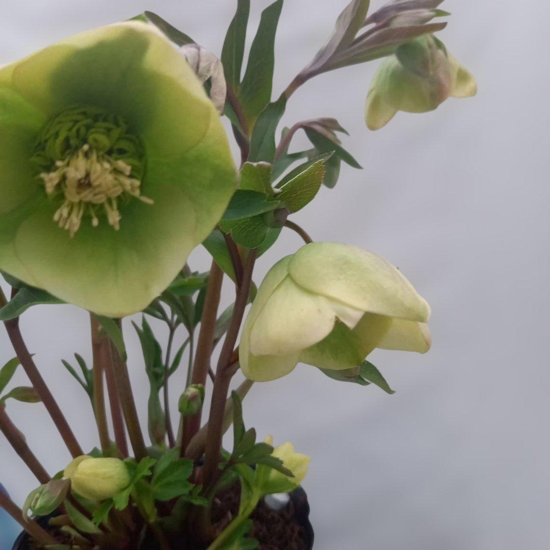 つぼみ、つぼみ！グリーンカップ、クリスマスローズ、大苗、開花株