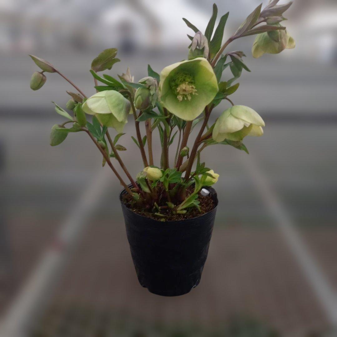 つぼみ、つぼみ！グリーンカップ、クリスマスローズ、大苗、開花株