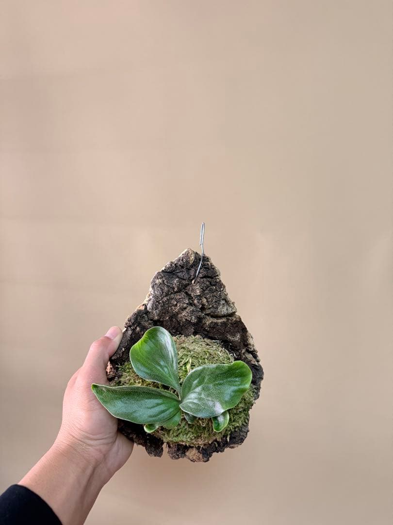 P. hillii 'Dragon Scale' ②子株ビカクシダ超希少