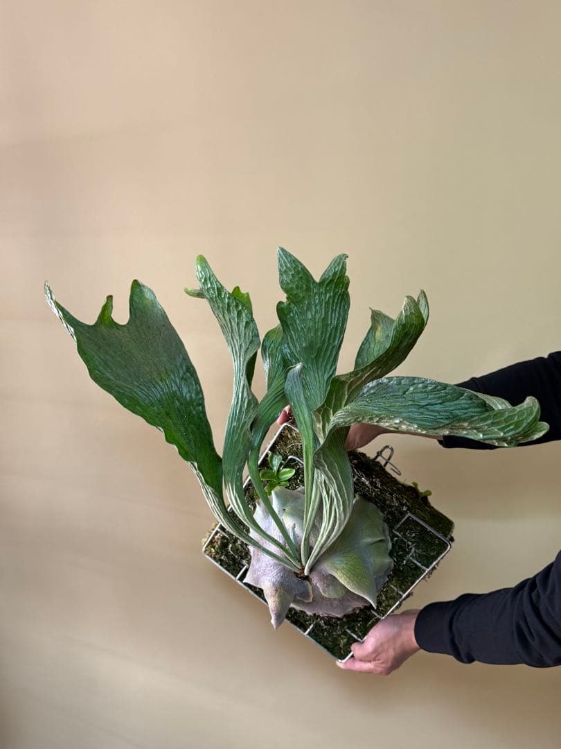 P. hillii 'Dragon Scale' ②子株ビカクシダ超希少