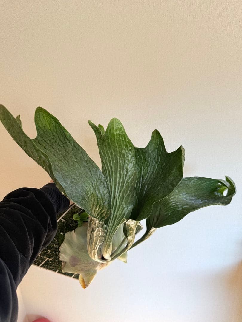 P. hillii 'Dragon Scale' ②子株ビカクシダ超希少