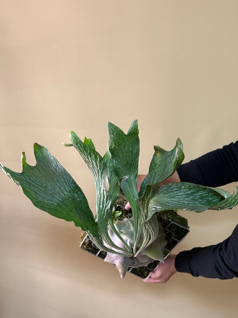 P. hillii 'Dragon Scale' ②子株ビカクシダ超希少