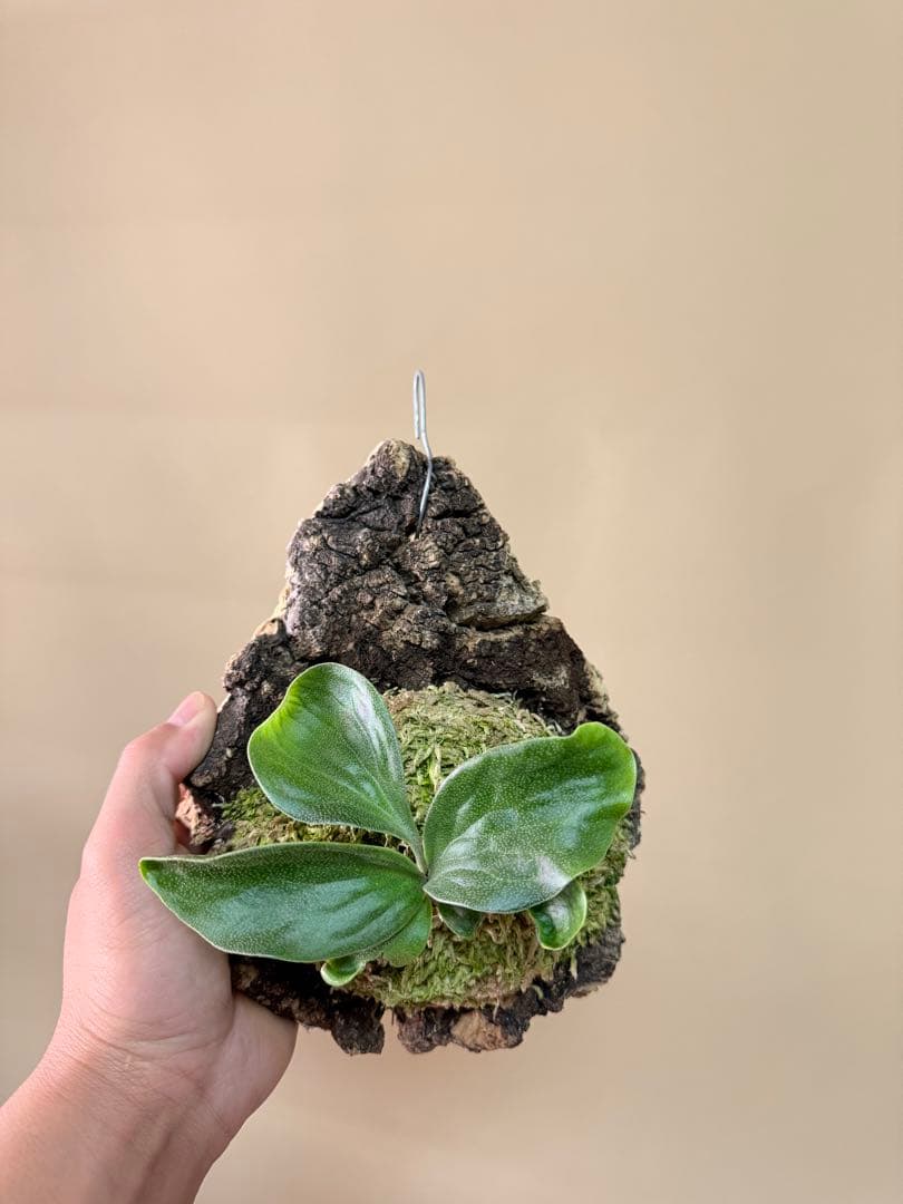 P. hillii 'Dragon Scale' ②子株ビカクシダ超希少