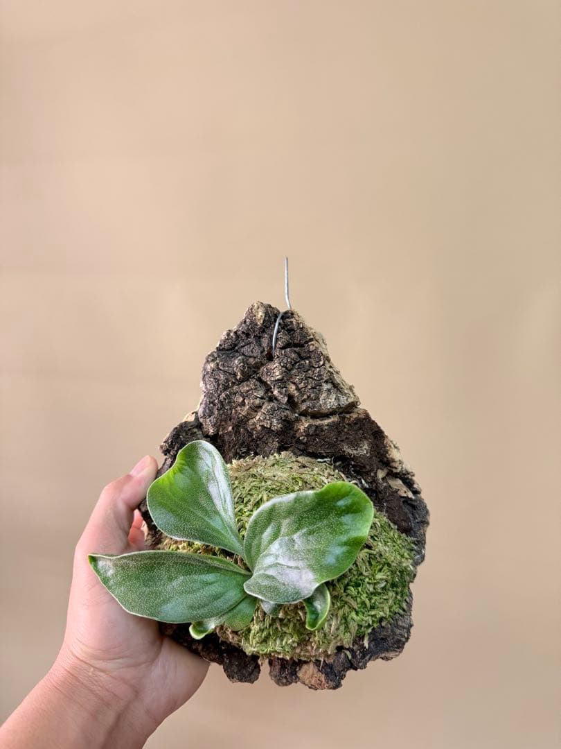 P. hillii 'Dragon Scale' ②子株ビカクシダ超希少