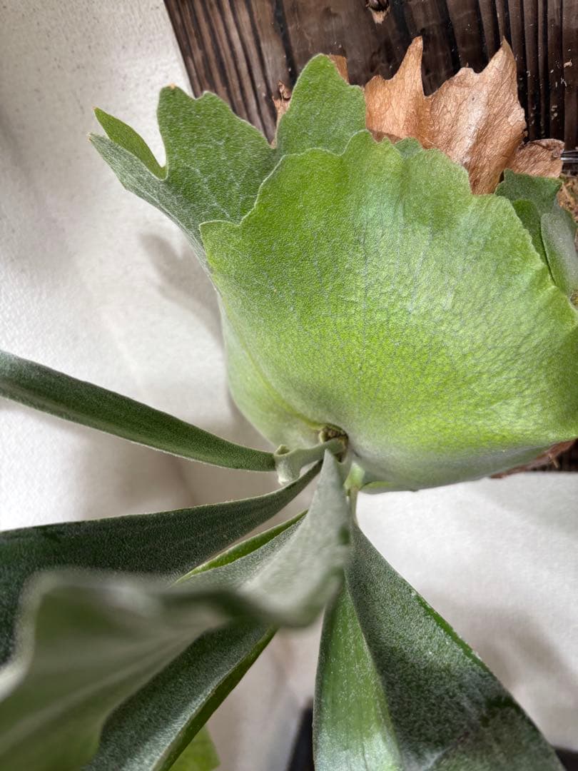 ビカクシダ P.FSQ vp#2 DeLaRocha