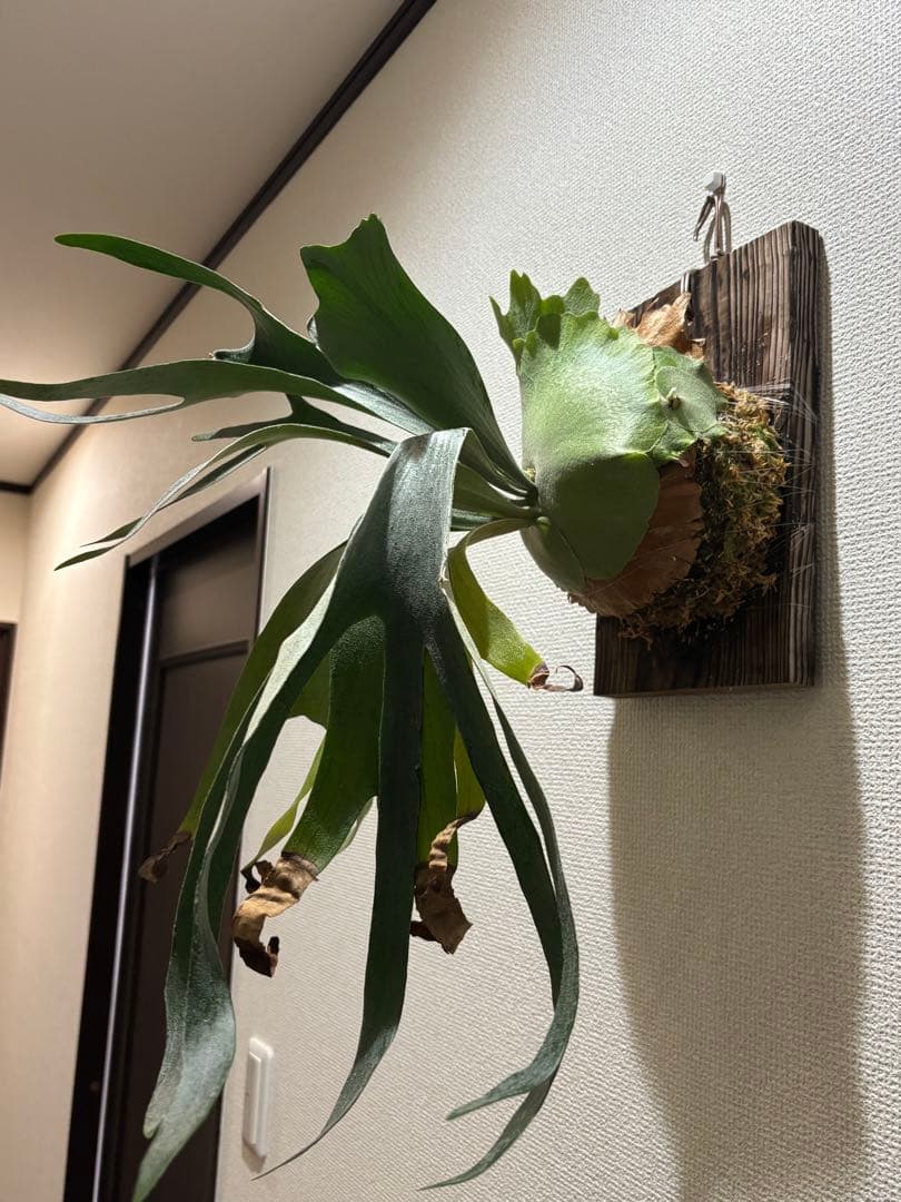 ビカクシダ P.FSQ vp#2 DeLaRocha