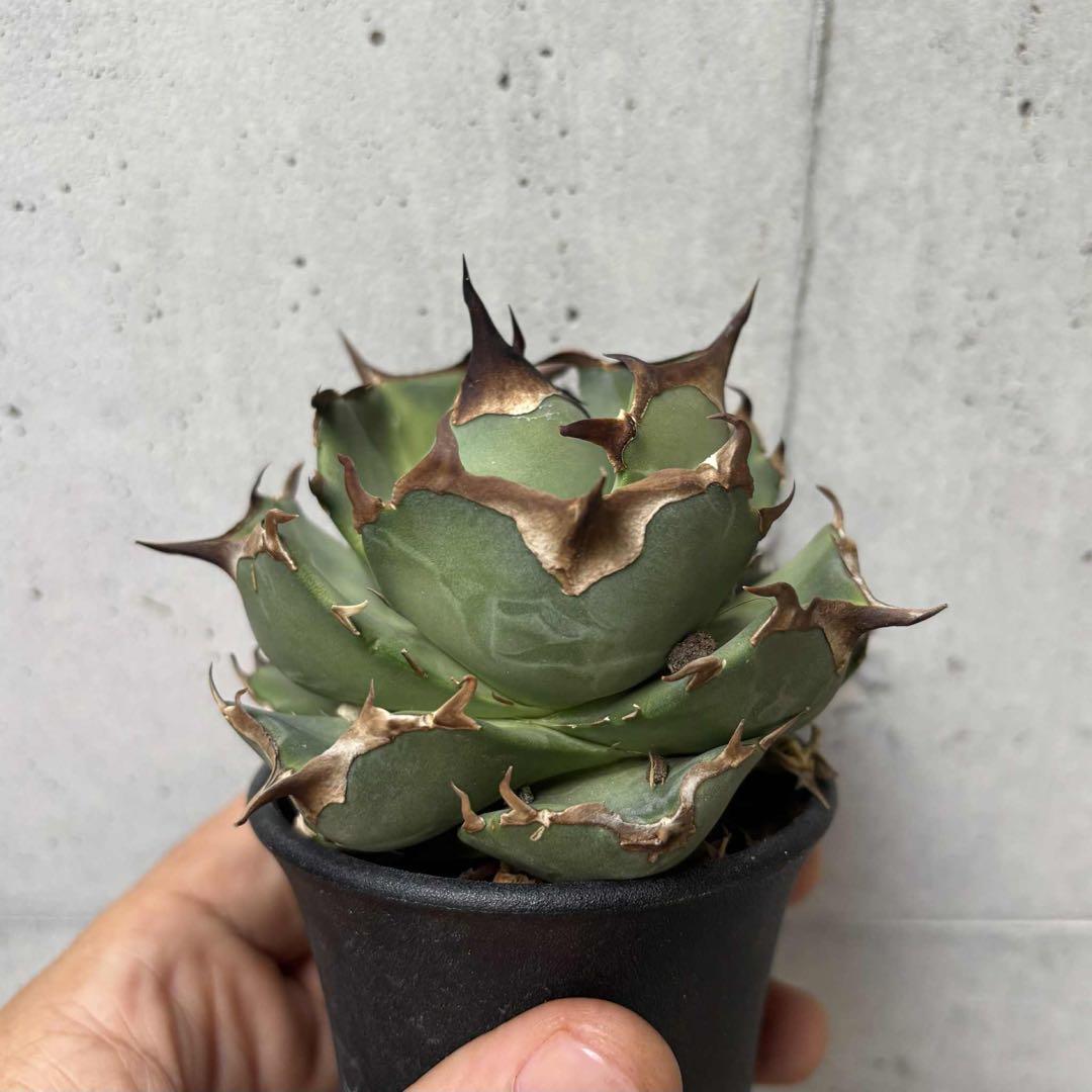 アガベ　オテロイ　ペンギン　子株