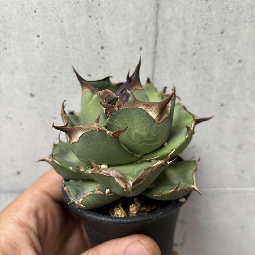 アガベ　オテロイ　ペンギン　子株