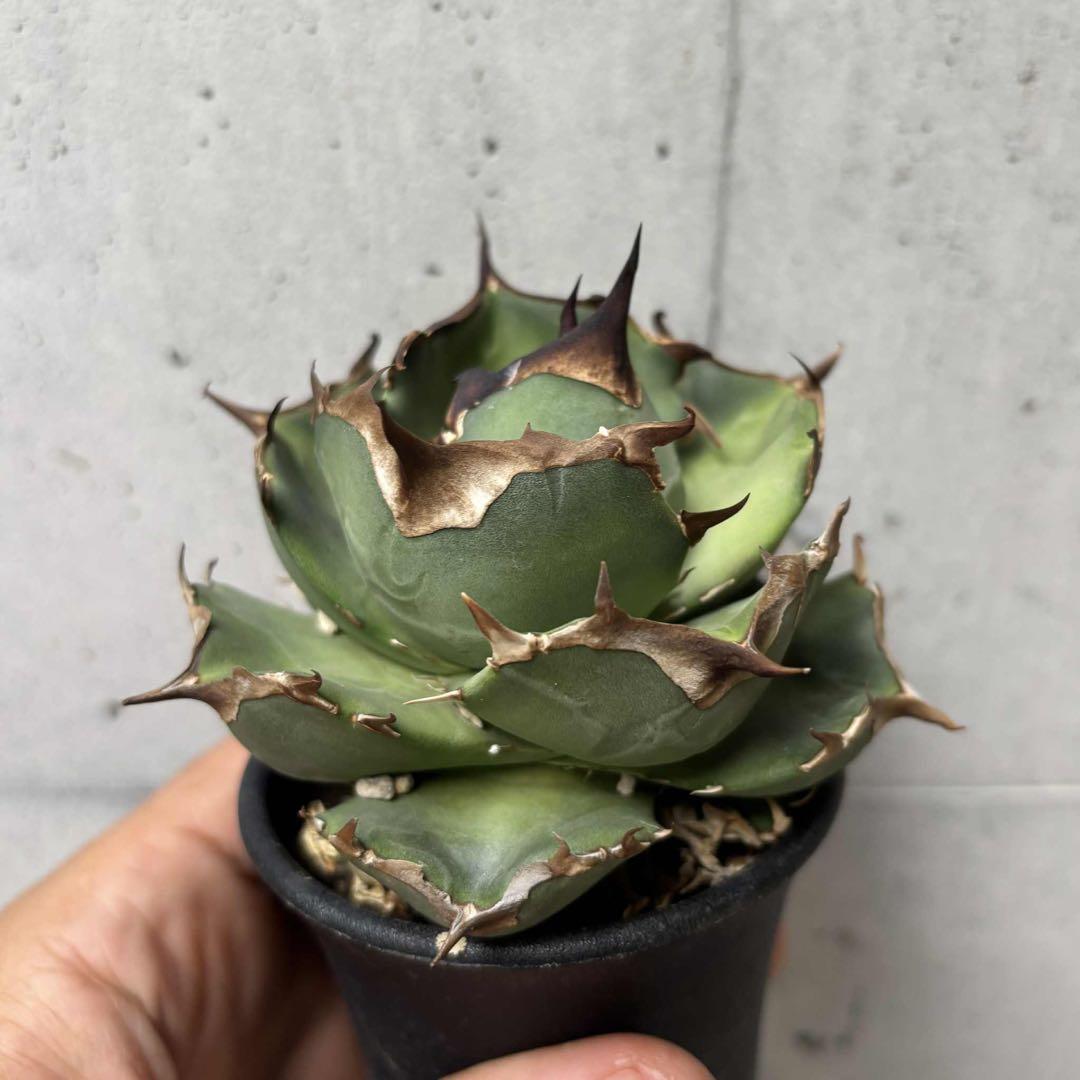 アガベ　オテロイ　ペンギン　子株