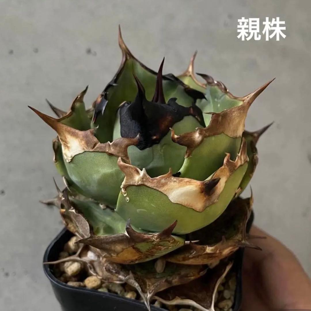 アガベ　オテロイ　ペンギン　子株