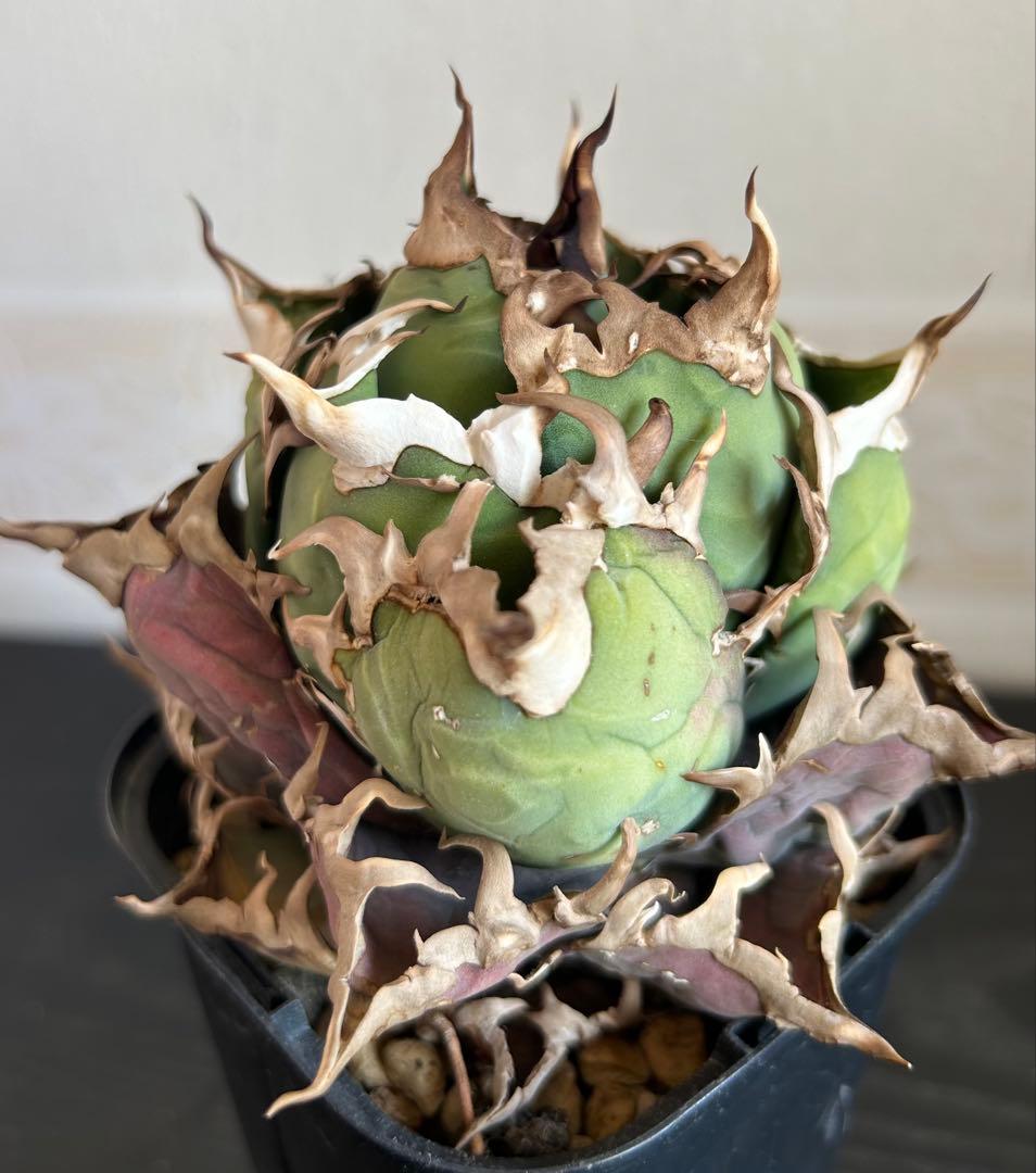 アガベ チタノタ シーザー(Lize血統)