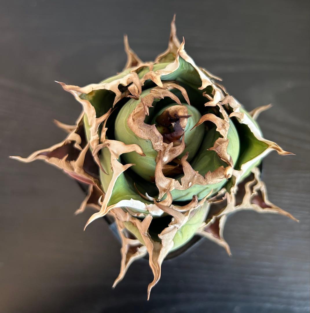 アガベ チタノタ シーザー(Lize血統)