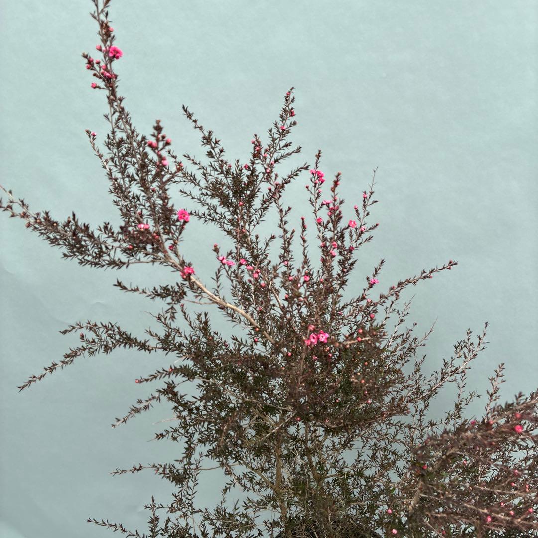 ギョリュウバイ　八重ピンク