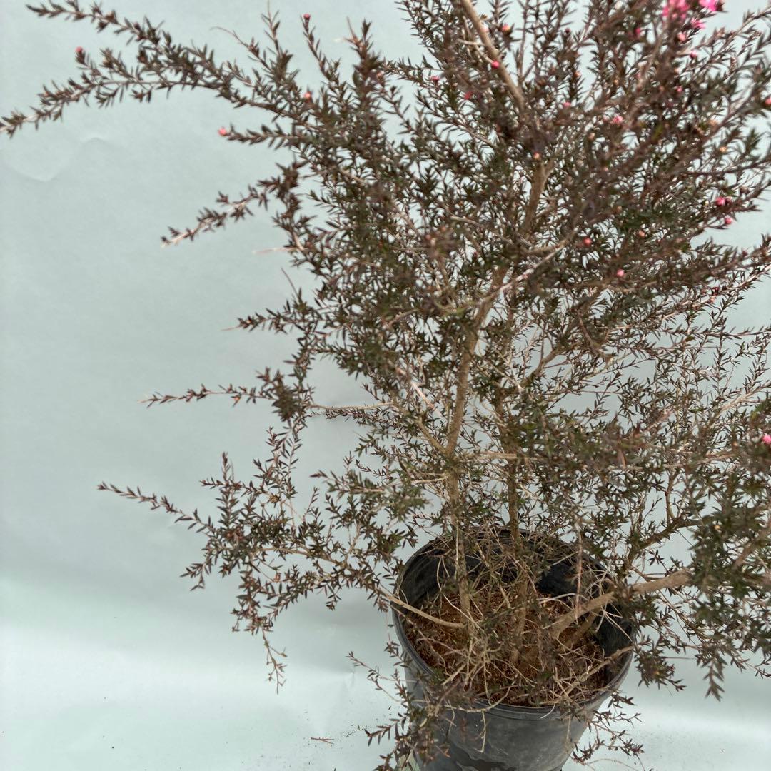 ギョリュウバイ　八重ピンク