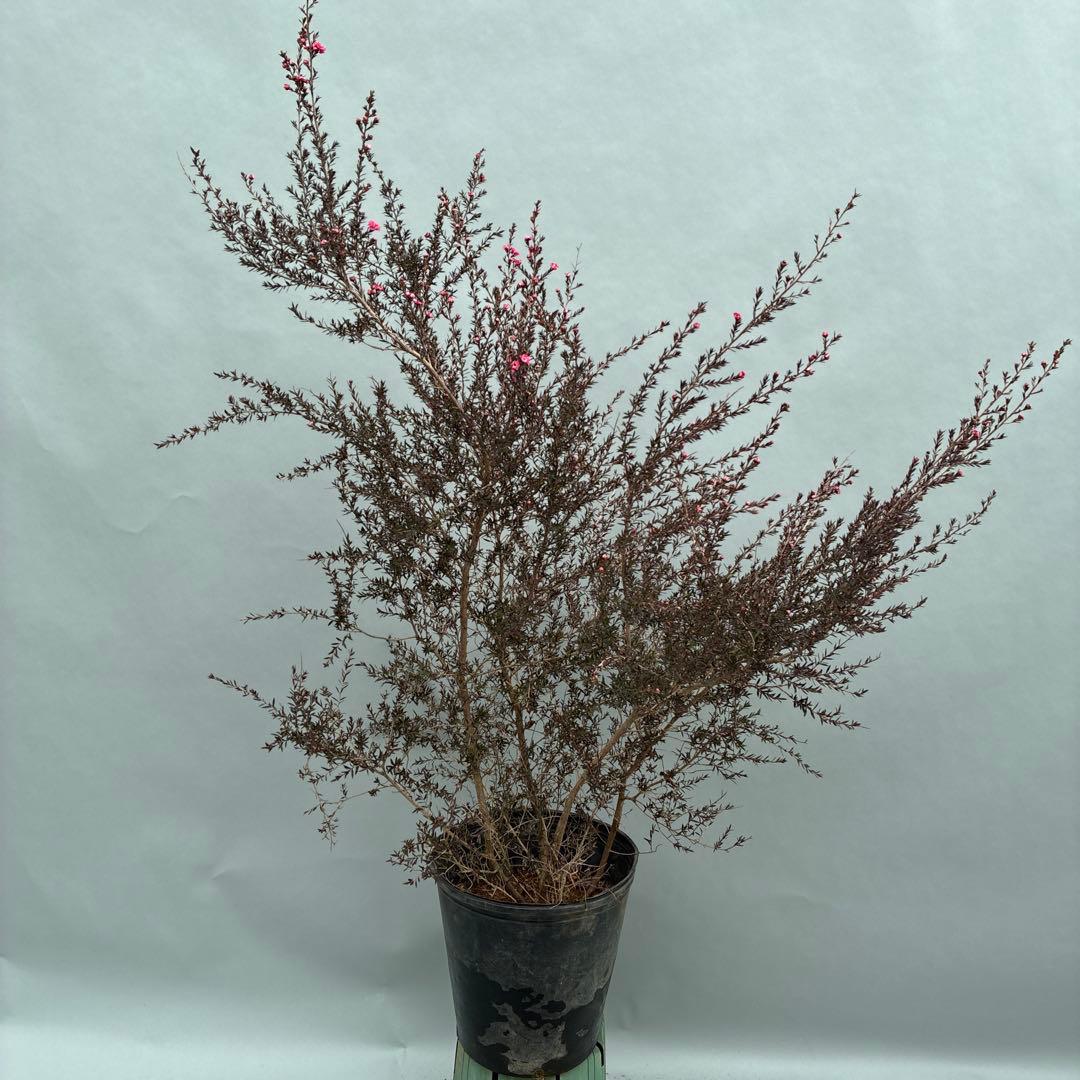 ギョリュウバイ　八重ピンク