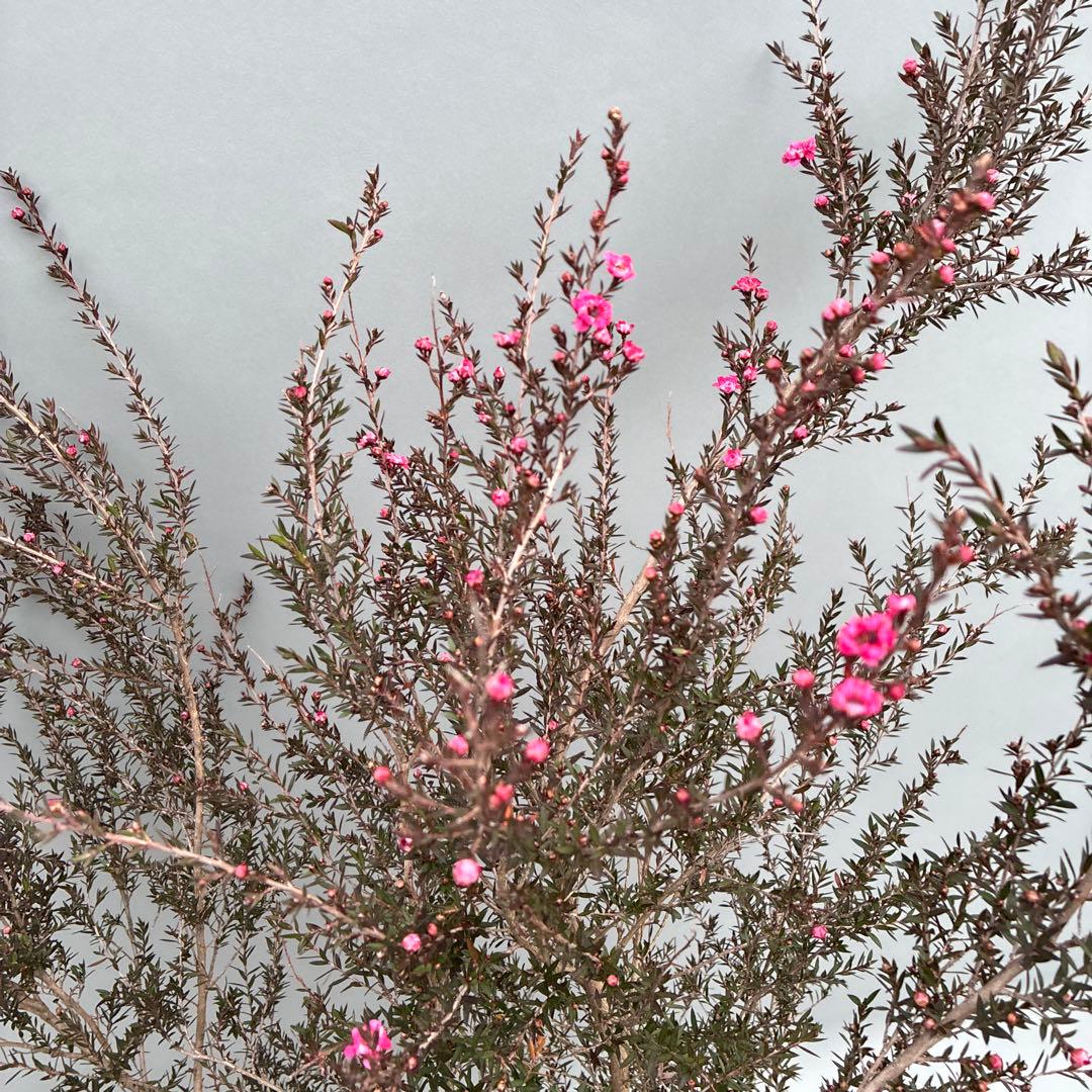 ギョリュウバイ　八重ピンク