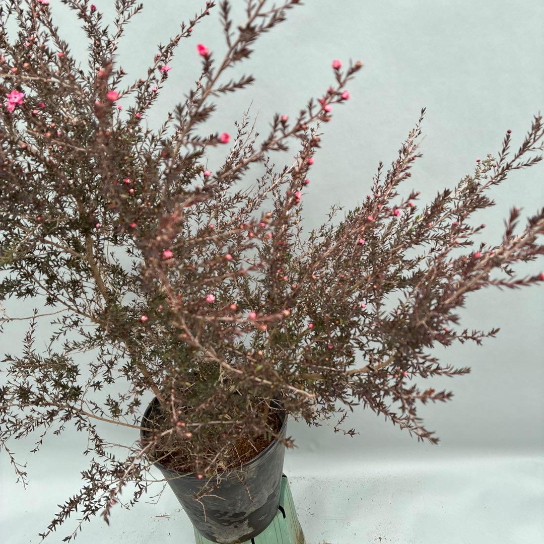 ギョリュウバイ　八重ピンク