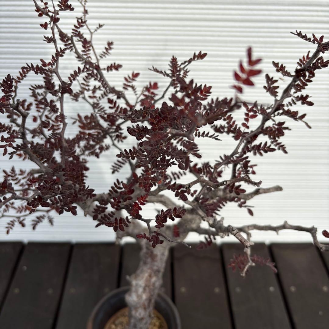 コミフォラモンストローサ　現地球