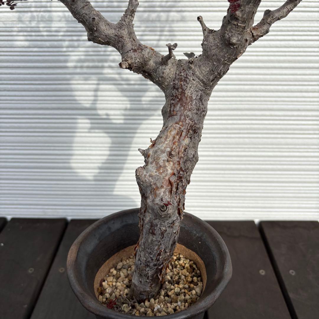 コミフォラモンストローサ　現地球