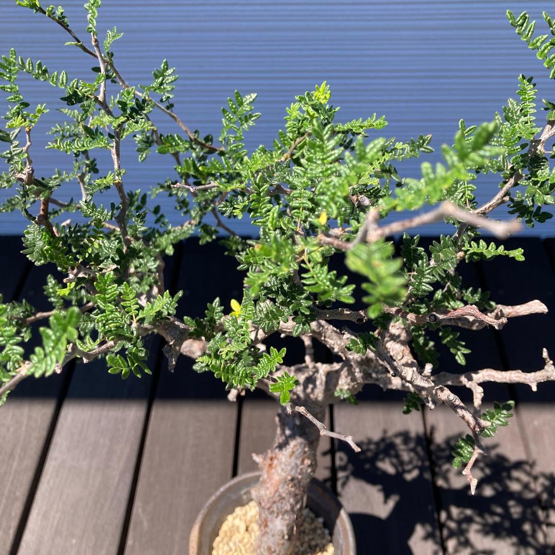 コミフォラモンストローサ　現地球