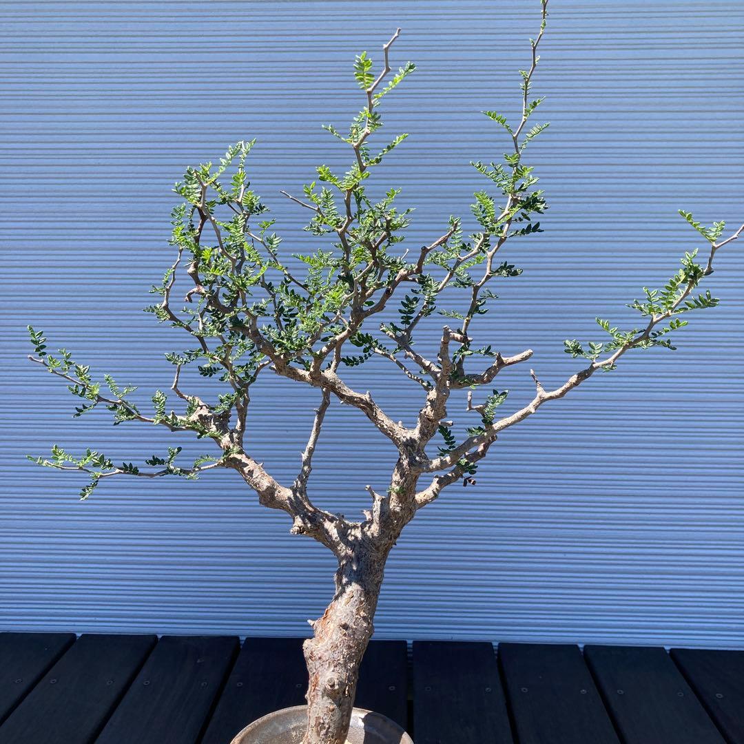 コミフォラモンストローサ　現地球