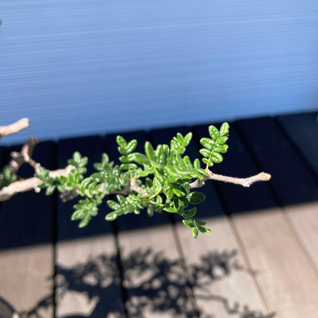 コミフォラモンストローサ　現地球