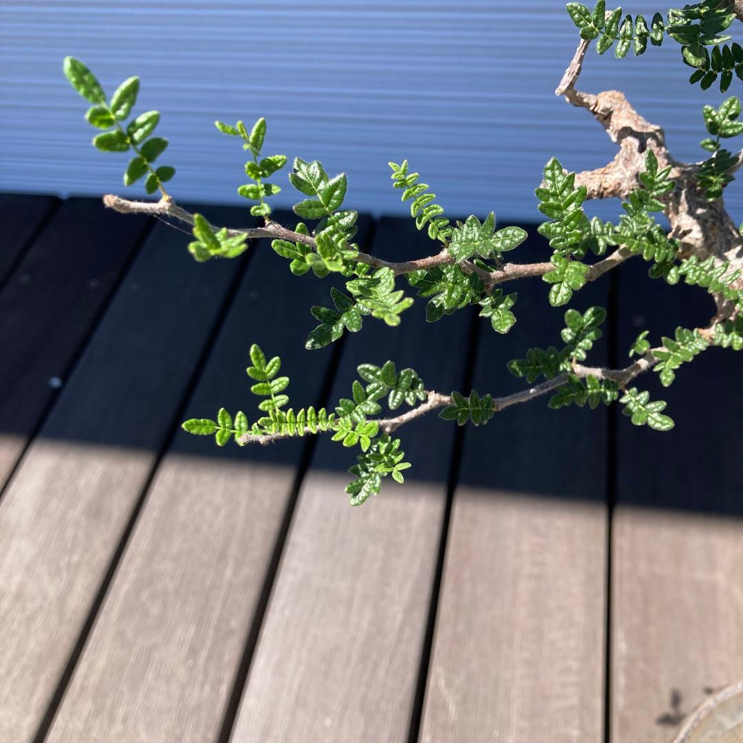 コミフォラモンストローサ　現地球