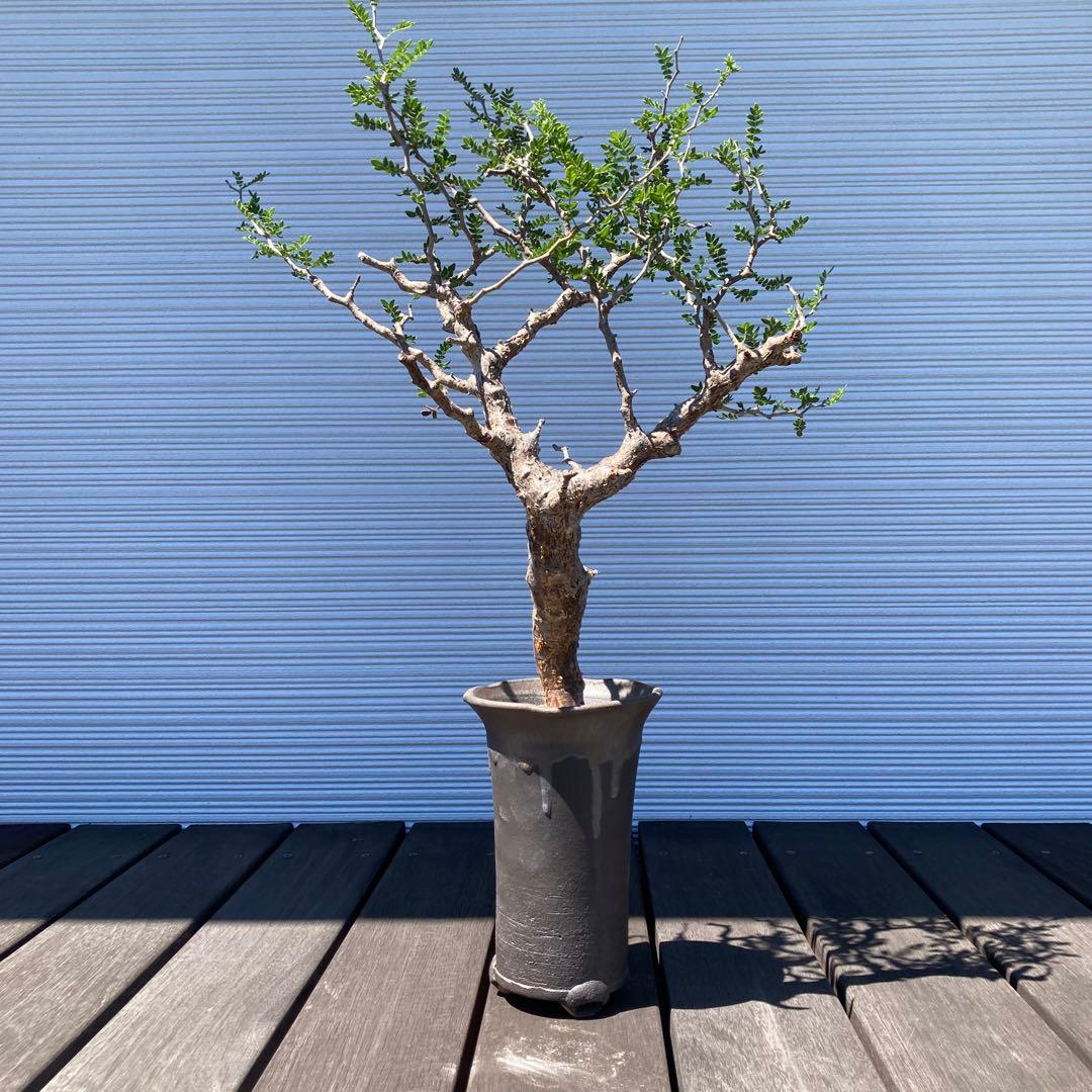 コミフォラモンストローサ　現地球