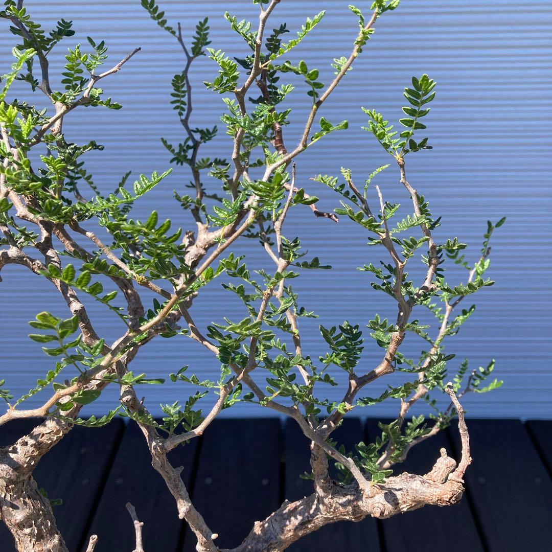 コミフォラモンストローサ　現地球