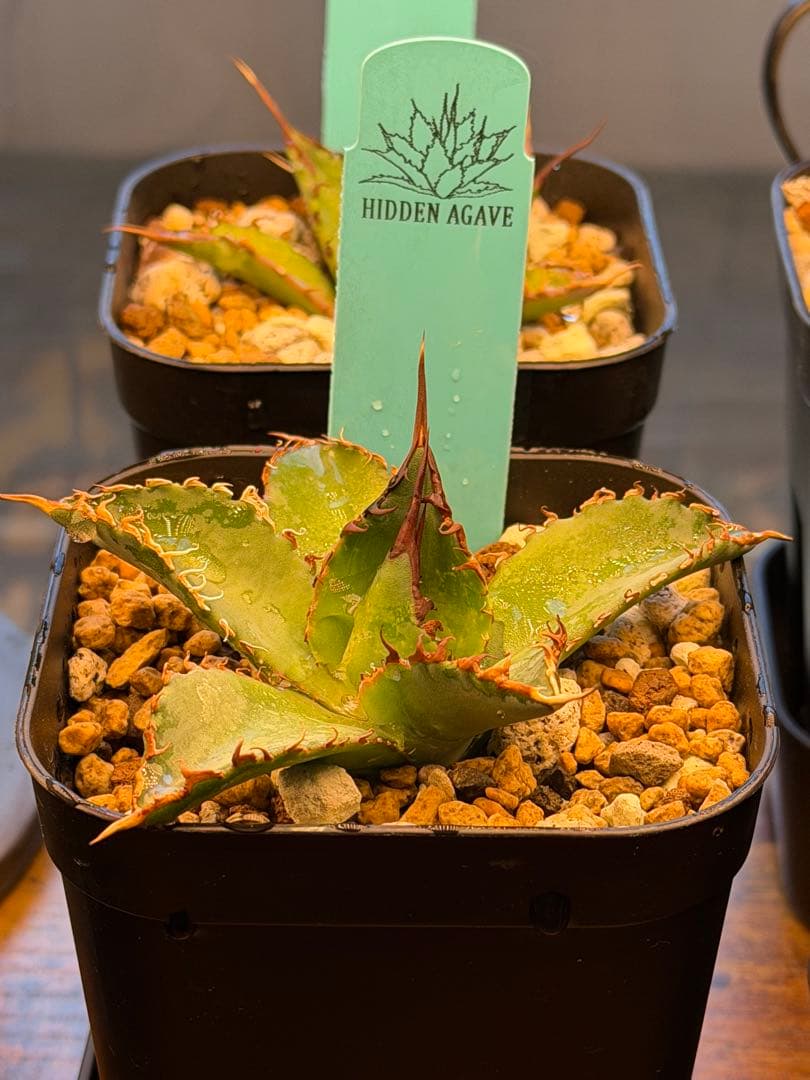アガベ エボリスピナ× BB hybrid ハイブリッド【発根活着済】①