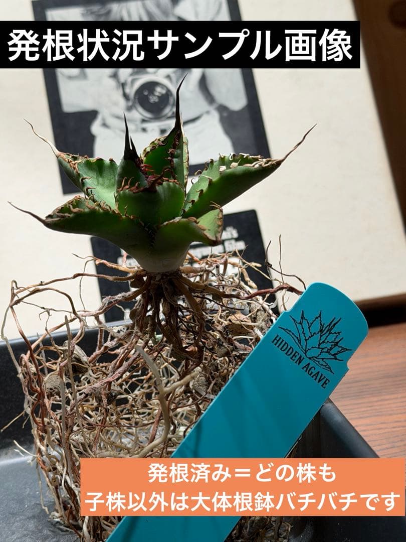 アガベ エボリスピナ× BB hybrid ハイブリッド【発根活着済】①