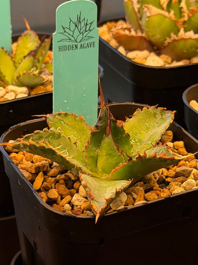 アガベ エボリスピナ× BB hybrid ハイブリッド【発根活着済】①