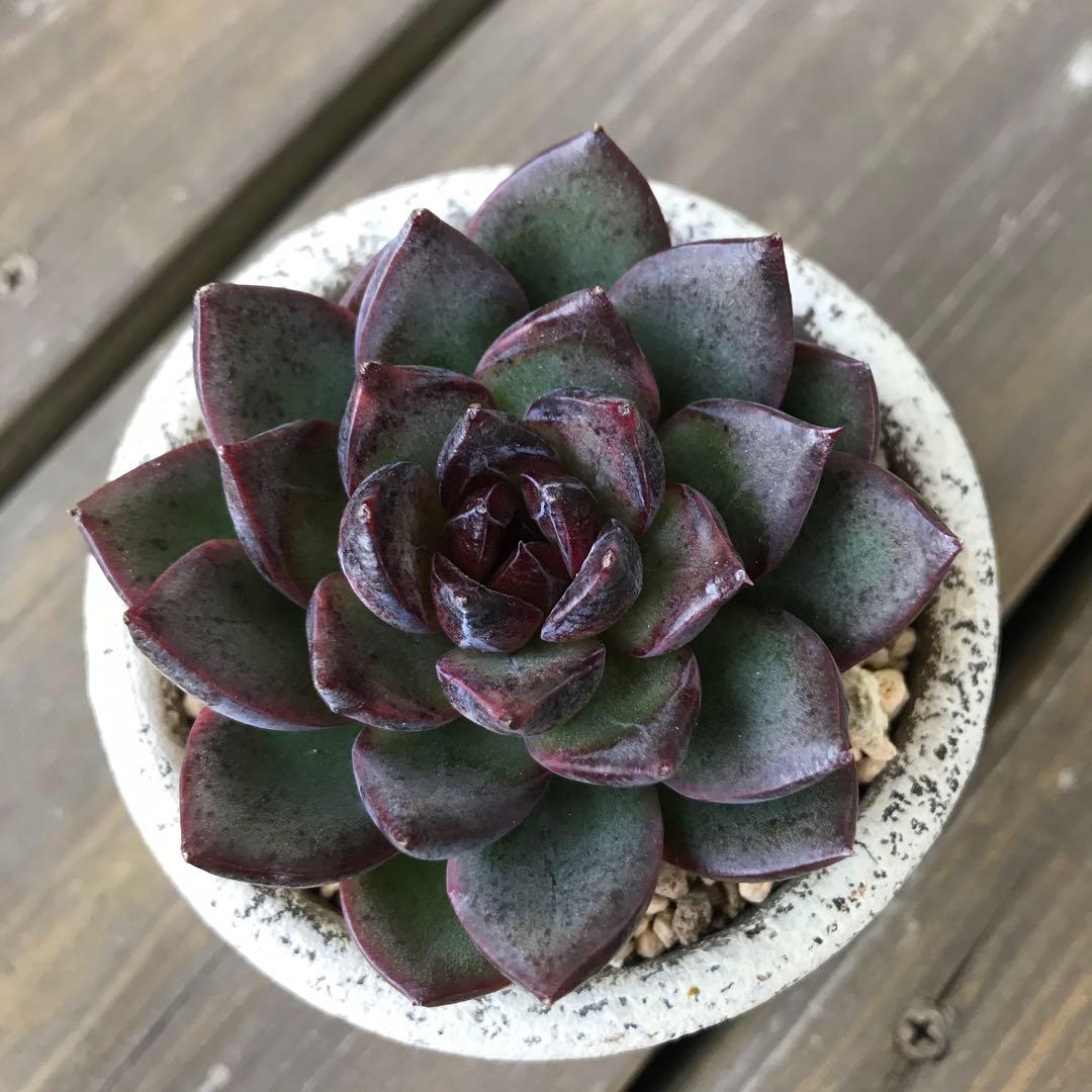 多肉植物14 ブラックベア エケベリア 韓国苗 - メルカリ