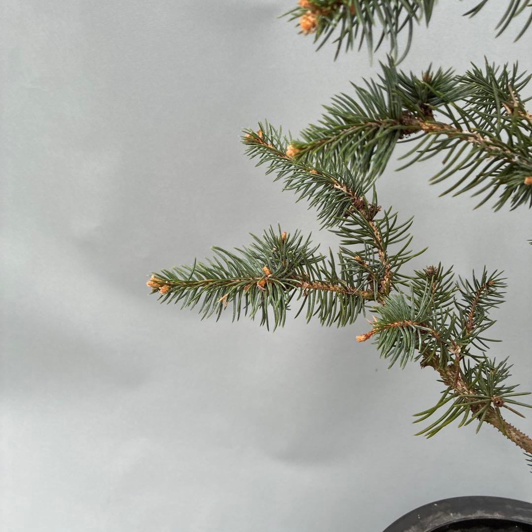 プンゲンストウヒ　フォックステイル　120cm〜