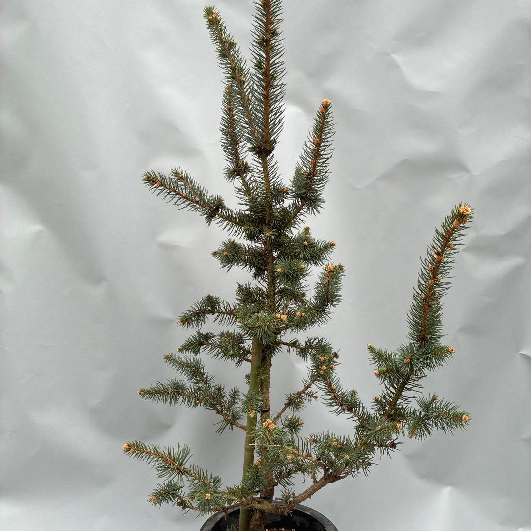 プンゲンストウヒ　フォックステイル　120cm〜