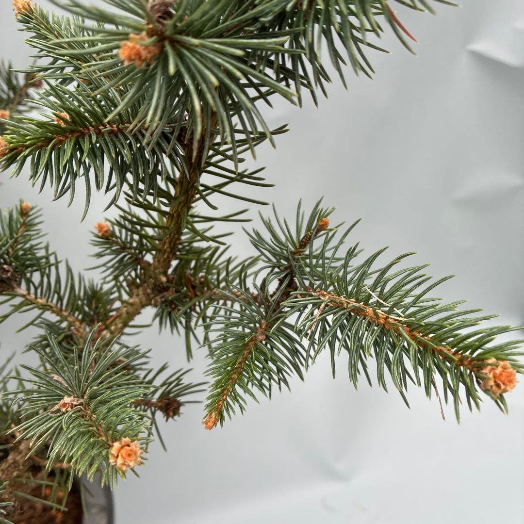 プンゲンストウヒ　フォックステイル　120cm〜