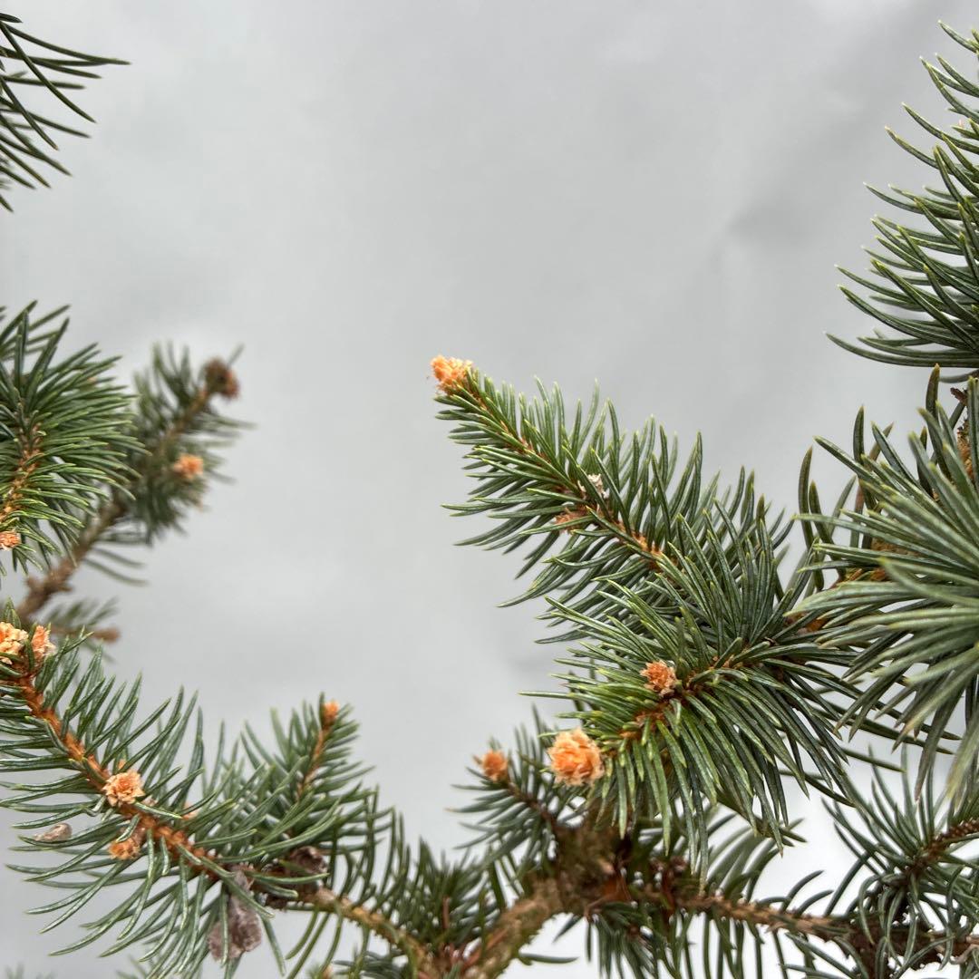 プンゲンストウヒ　フォックステイル　120cm〜