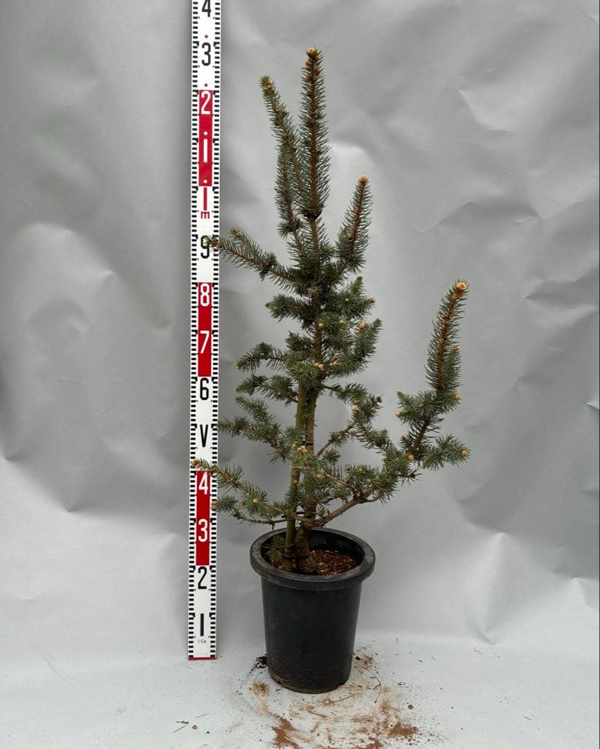 プンゲンストウヒ　フォックステイル　120cm〜