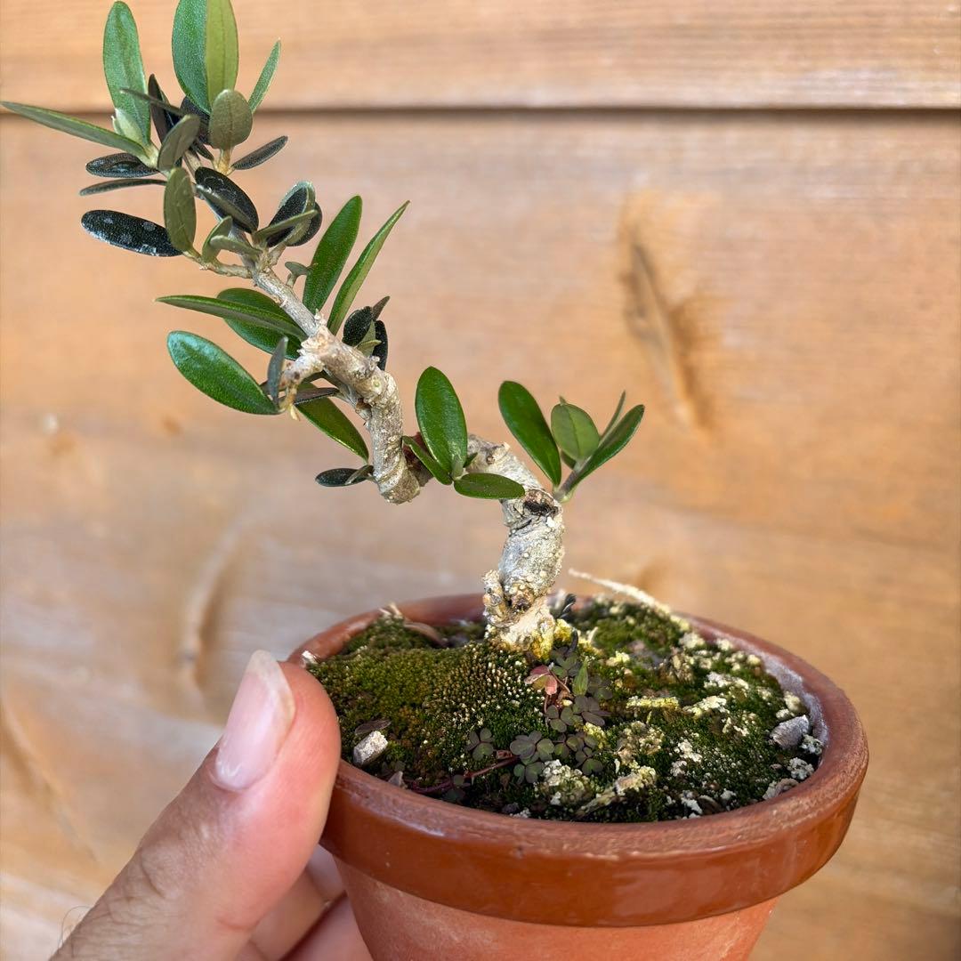 姫オリーブ小品盆栽
