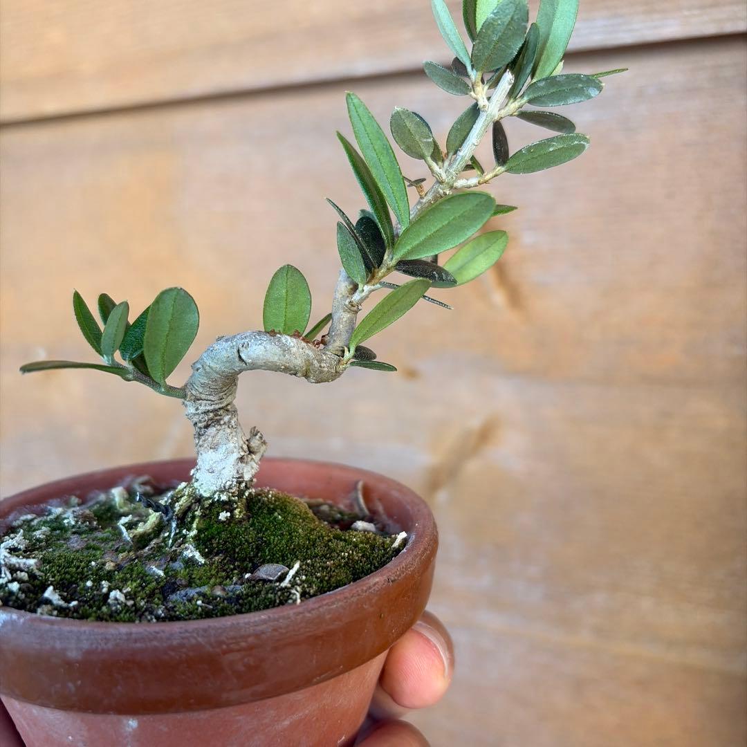 姫オリーブ小品盆栽