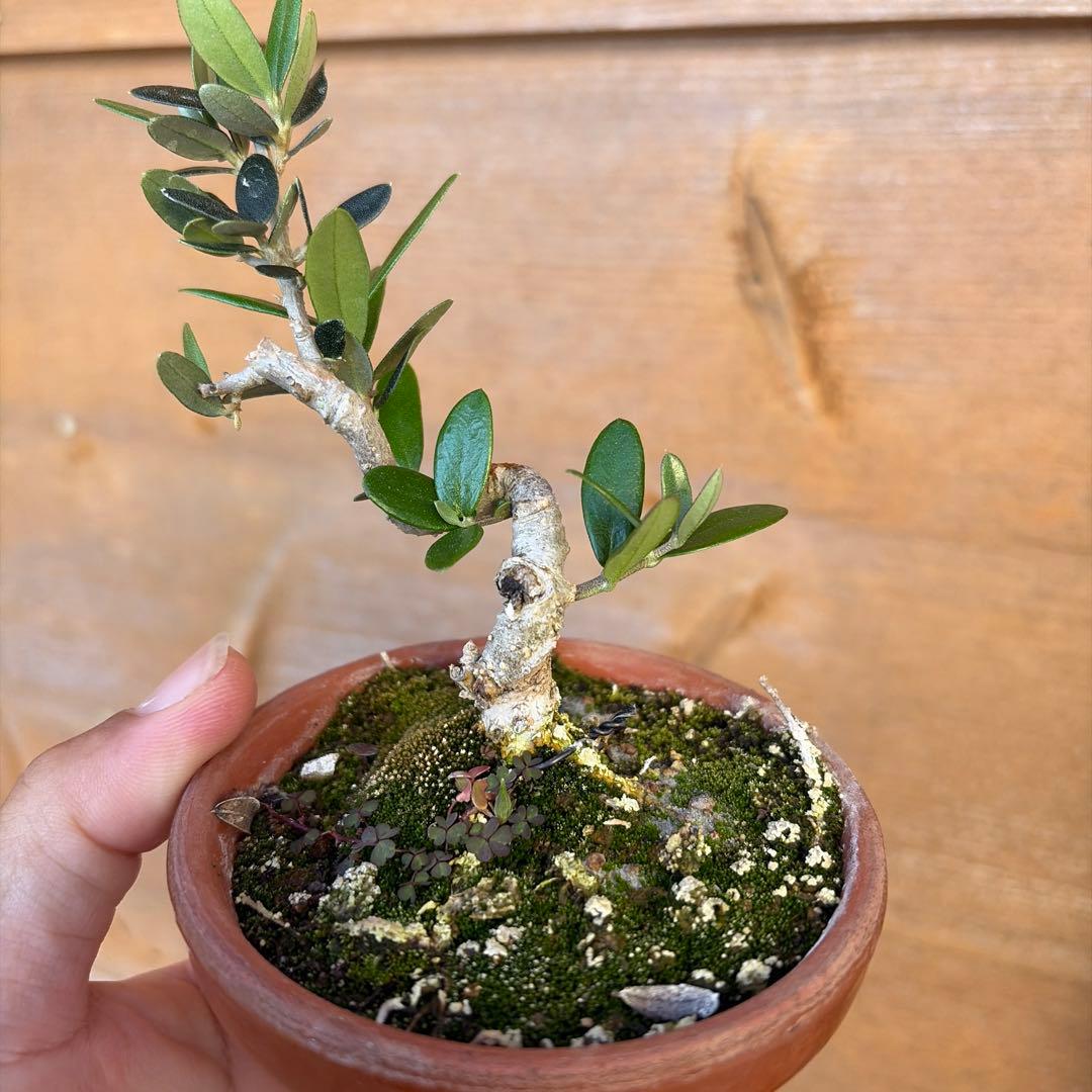 姫オリーブ小品盆栽