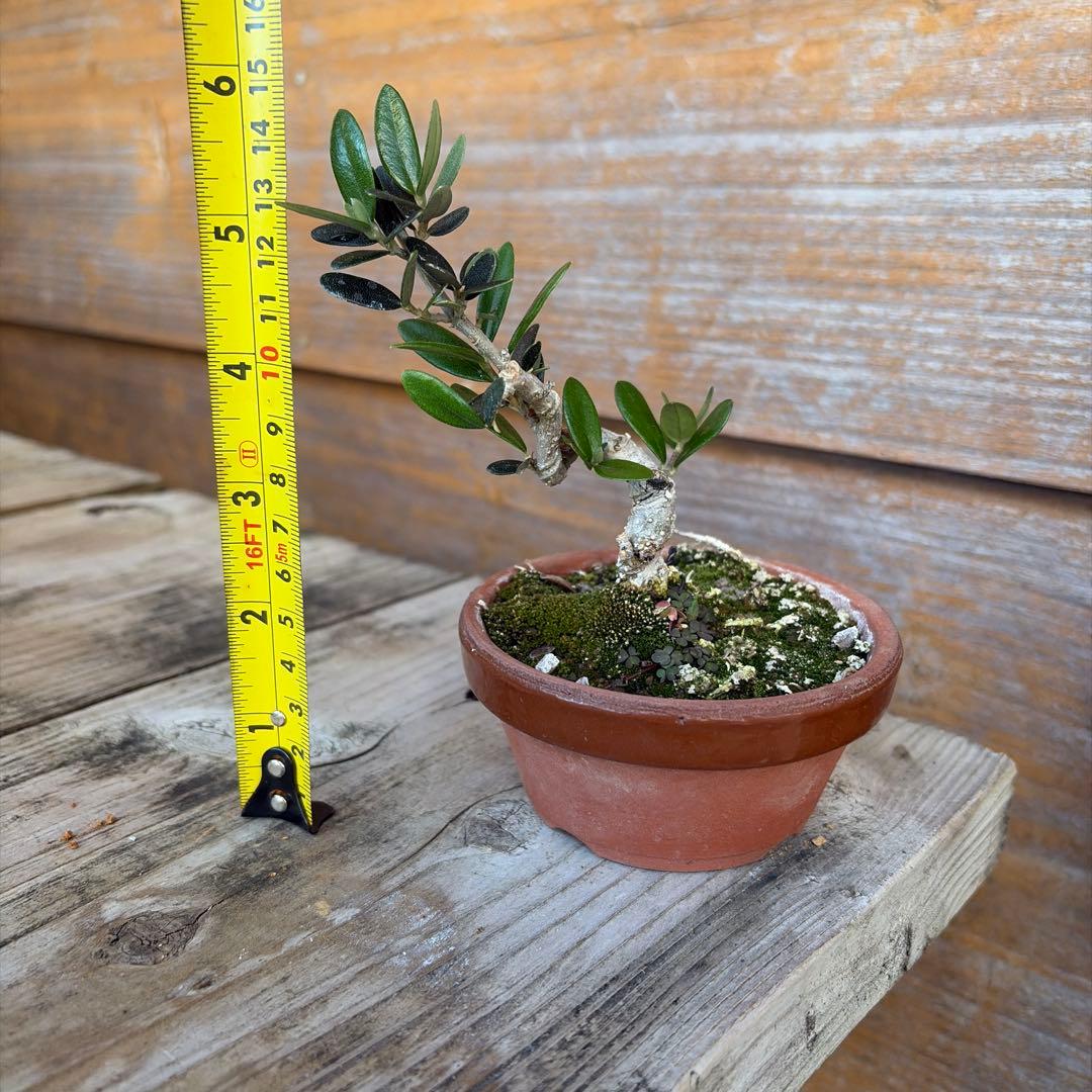 姫オリーブ小品盆栽