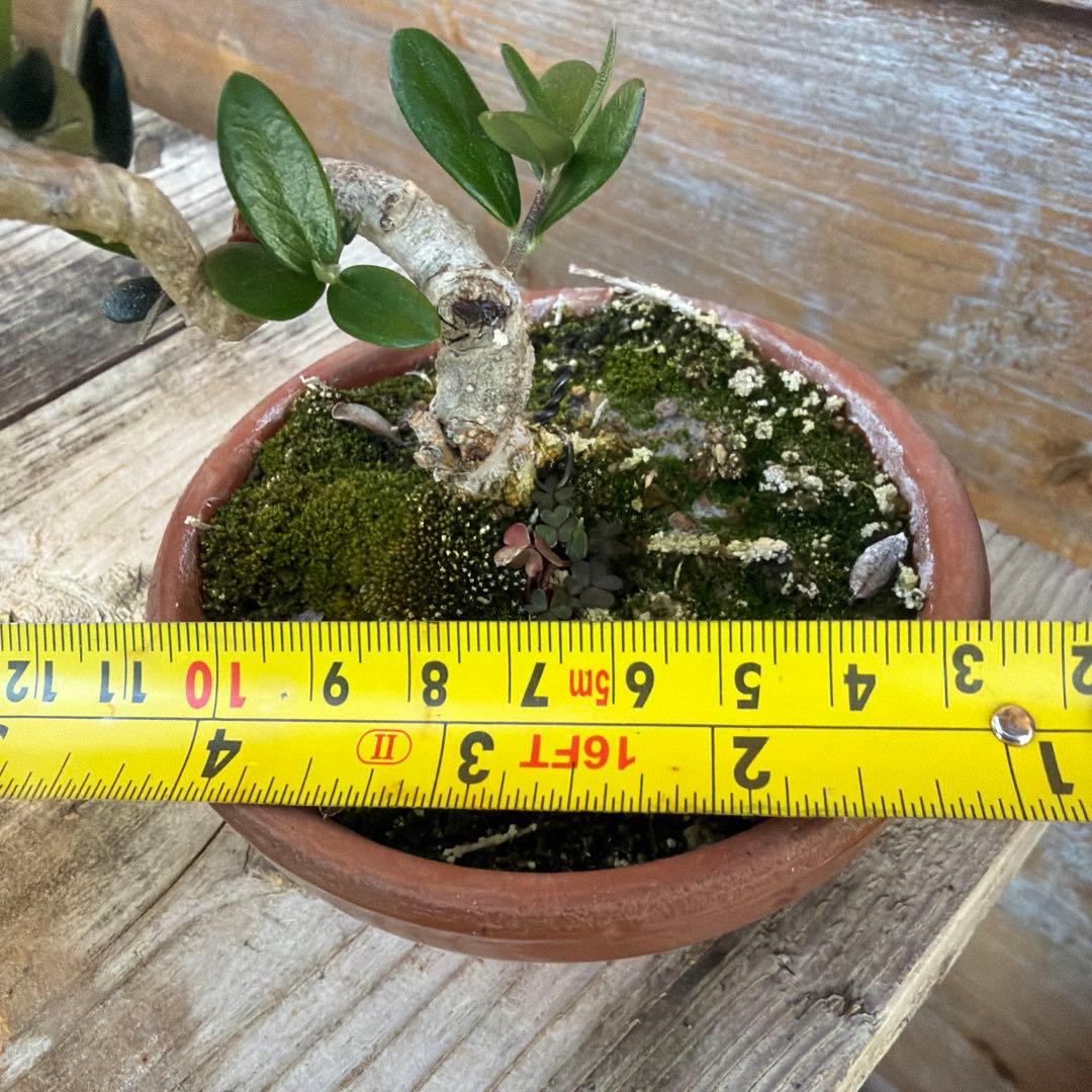 姫オリーブ小品盆栽