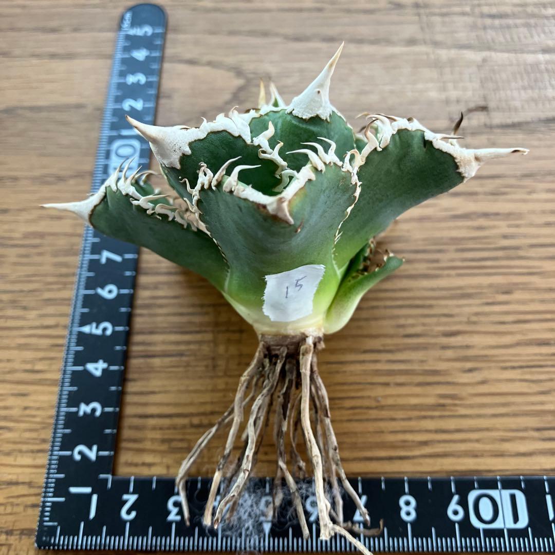 速達】15 特選 特大 子株付き アガべ チタノタ 白豪刺 TC 上澳園芸