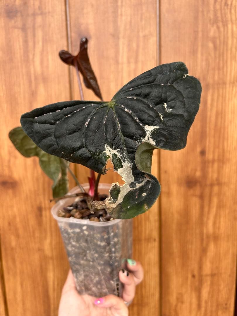 HS　アンスリウム　ナイトクイーン x フォートシャーマン