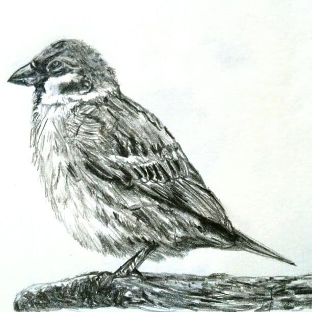 鳥(スズメ)の鉛筆画【自作】※リクエスト受けます - メルカリ