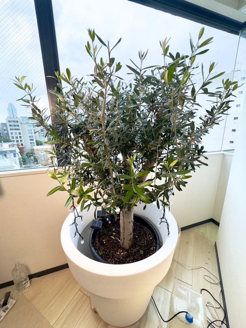 【大型】オリーブ ミッション 古木 鉢付き 簡易水やり機器セット170cm