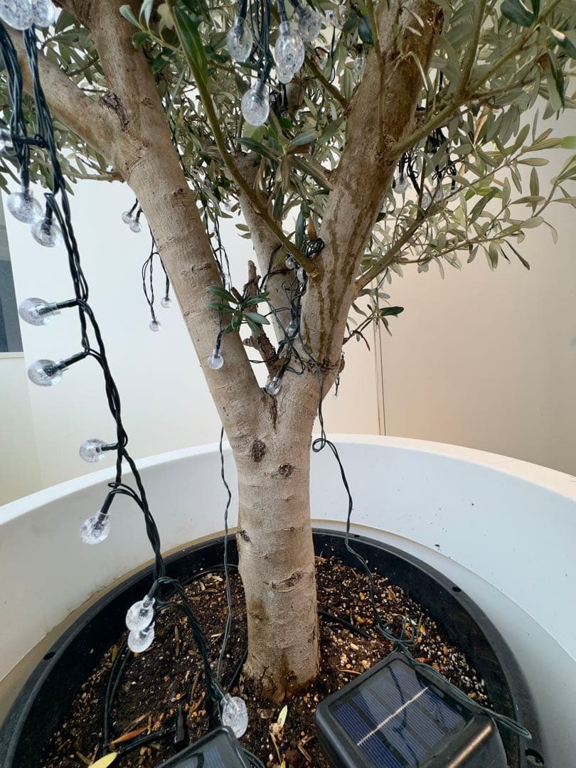 【大型】オリーブ ミッション 古木 鉢付き 簡易水やり機器セット170cm