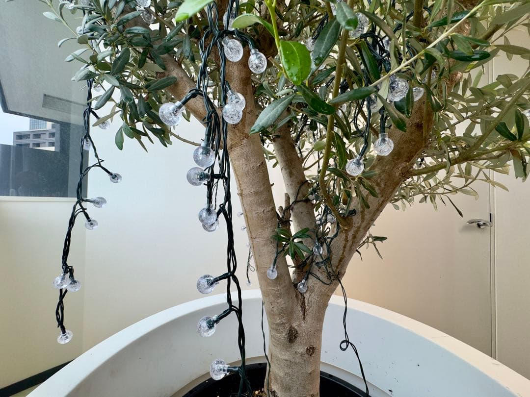 【大型】オリーブ ミッション 古木 鉢付き 簡易水やり機器セット170cm