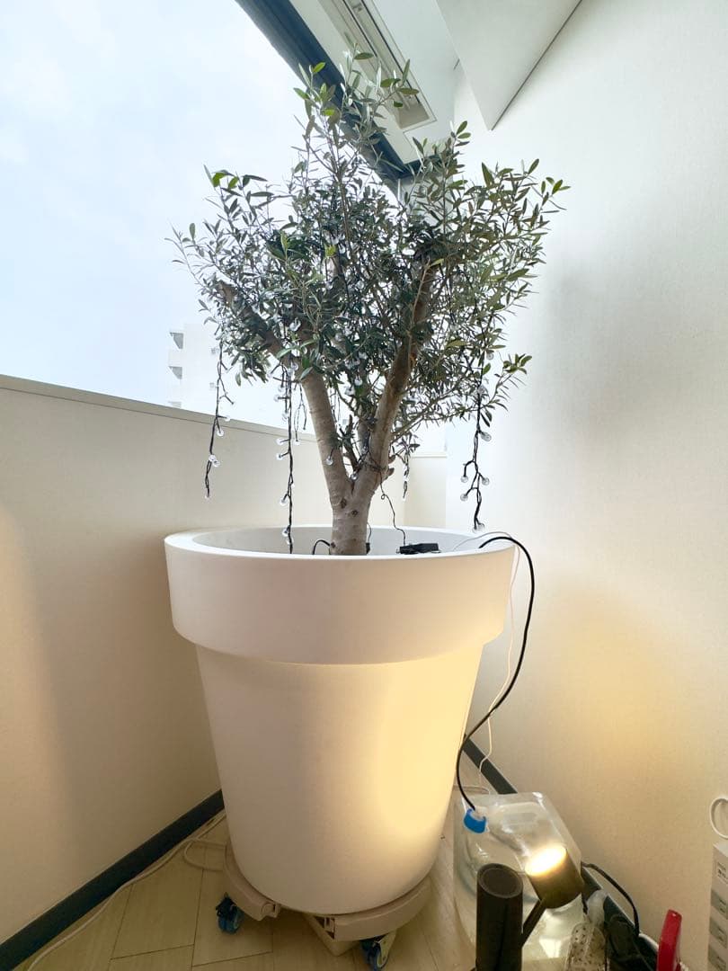 【大型】オリーブ ミッション 古木 鉢付き 簡易水やり機器セット170cm